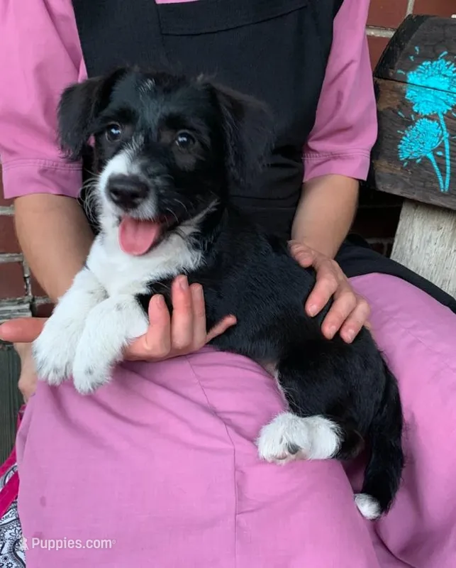 Snickers – Pembroke Welsh Corgi, Poodle - Toy  puppy for sale in Sarasota, FL