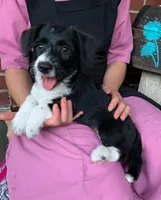 Snickers, a female Pembroke Welsh Corgi and Poodle - Toy  for sale in Sarasota, FL – 1 of 2