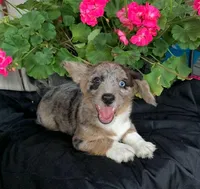 Cappuccino, a female Pembroke Welsh Corgi and Poodle - Toy  for sale in Sarasota, FL – 1 of 2