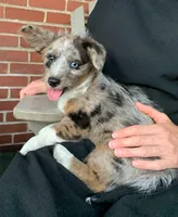 Cappuccino, a female Pembroke Welsh Corgi and Poodle - Toy  for sale in Sarasota, FL – 2 of 2
