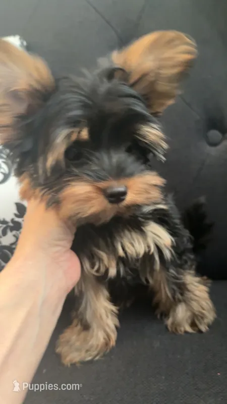 Sparky – Yorkshire Terrier puppy for sale in Woodward, OK