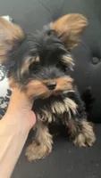 Sparky, a male Yorkshire Terrier for sale in Woodward, OK – 1 of 3