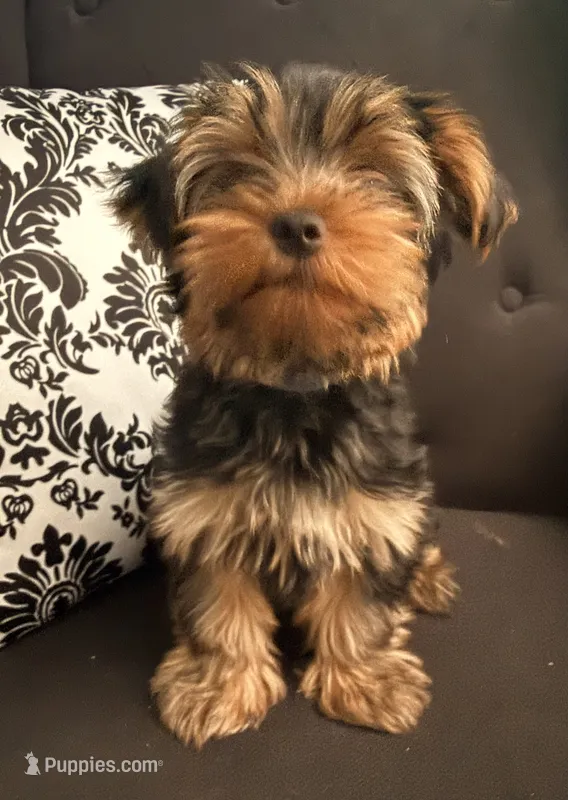 Elvis – Yorkshire Terrier puppy for sale in Woodward, OK