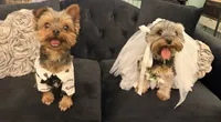 Sparky, a male Yorkshire Terrier for sale in Woodward, OK – 2 of 3