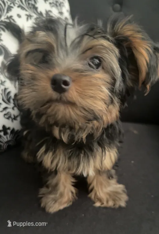 Johnny Cash – Yorkshire Terrier puppy for sale in Woodward, OK