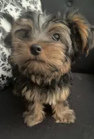 Johnny Cash, a male Yorkshire Terrier for sale in Woodward, OK – 1 of 3