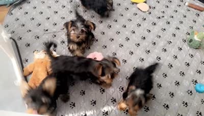 Johnny Cash, a male Yorkshire Terrier for sale in Woodward, OK – 3 of 3