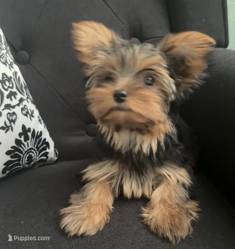Tootsie – Yorkshire Terrier puppy for sale in Woodward, OK