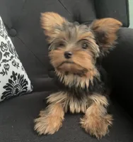Tootsie, a female Yorkshire Terrier for sale in Woodward, OK – 1 of 3