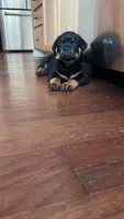 Duke , a male Rottweiler for sale in Windsor, CO – 2 of 6