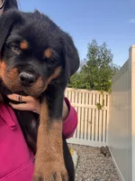 Duke , a male Rottweiler for sale in Windsor, CO – 3 of 6