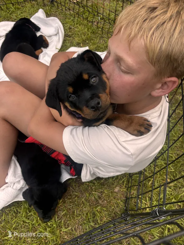 Duke  – Rottweiler puppy for sale in Windsor, CO