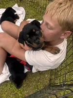 Duke , a male Rottweiler for sale in Windsor, CO – 1 of 6