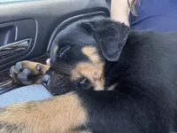 Duke , a male Rottweiler for sale in Windsor, CO – 6 of 6