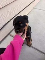 Duke , a male Rottweiler for sale in Windsor, CO – 5 of 6