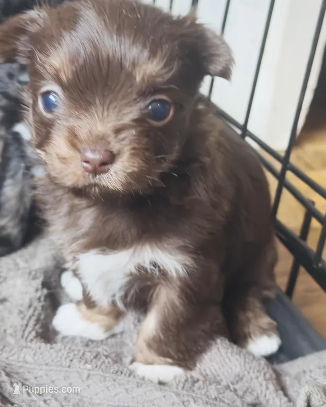 Sugar – Chinese Crested puppy for sale in Salem, KY