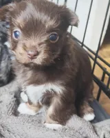 Sugar, a female Chinese Crested for sale in Salem, KY – Photo 1 of 3
