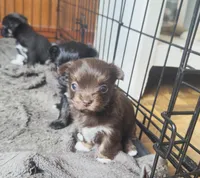 Sugar, a female Chinese Crested for sale in Salem, KY – Photo 2 of 3