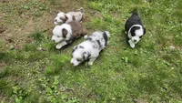 Roo, a female Australian Shepherd for sale in Deerfield, NH – 3 of 3