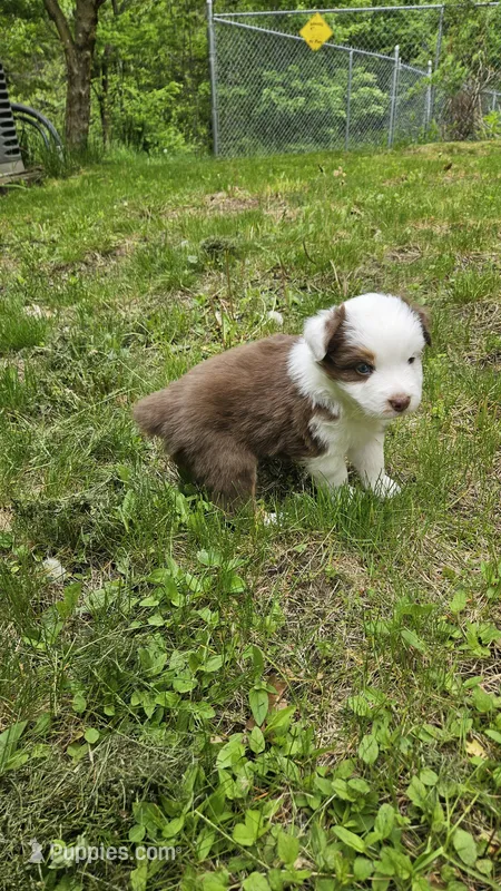 Bear – Australian Shepherd puppy for sale in Deerfield, NH