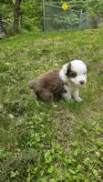 Bear, a male Australian Shepherd for sale in Deerfield, NH – 1 of 1