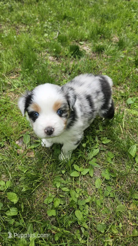 Meadow – Australian Shepherd puppy for sale in Deerfield, NH