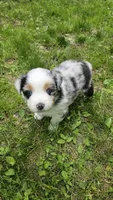 Meadow, a female Australian Shepherd for sale in Deerfield, NH – 1 of 1