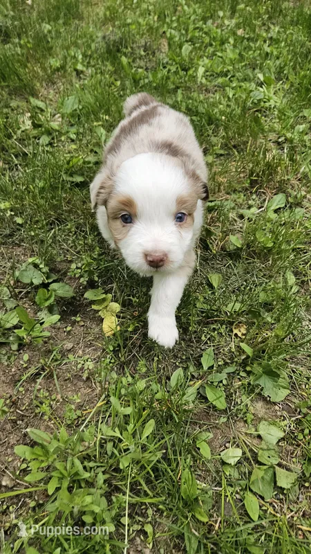 Roo – Australian Shepherd puppy for sale in Deerfield, NH