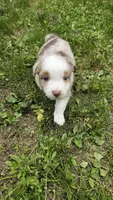 Roo, a female Australian Shepherd for sale in Deerfield, NH – 1 of 3