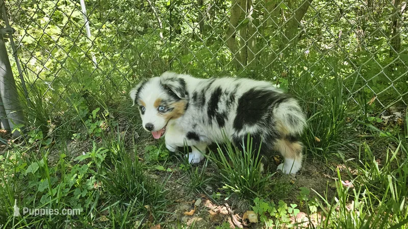 Meadow – Australian Shepherd puppy for sale in Deerfield, NH