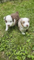 Roo, a female Australian Shepherd for sale in Deerfield, NH – 2 of 3