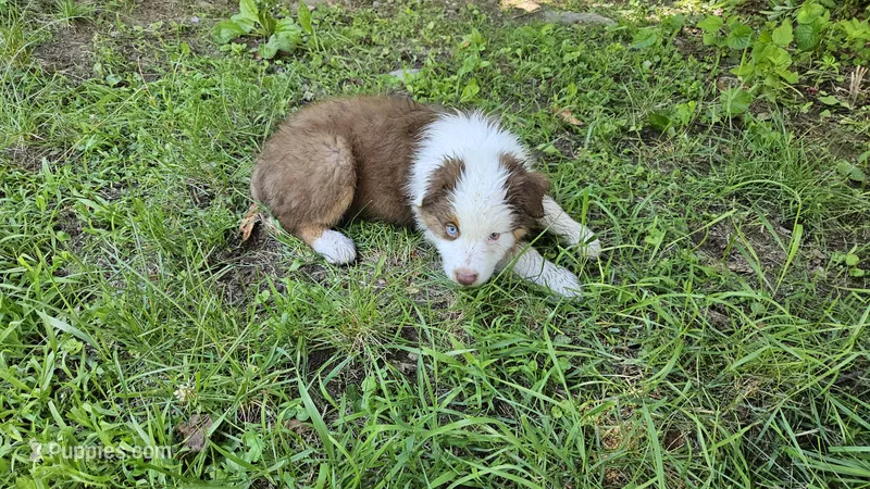 Bear – Australian Shepherd puppy for sale in Deerfield, NH
