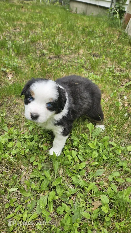 Willow – Australian Shepherd puppy for sale in Deerfield, NH