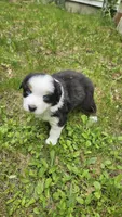 Willow, a female Australian Shepherd for sale in Deerfield, NH – 1 of 1