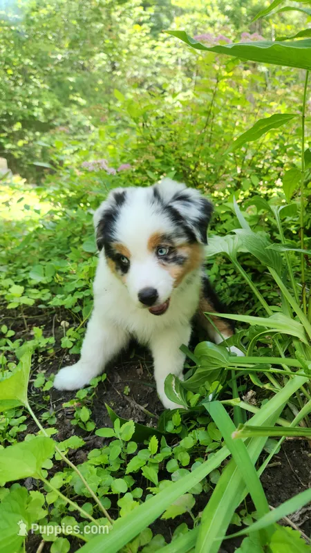 Meadow – Australian Shepherd puppy for sale in Deerfield, NH