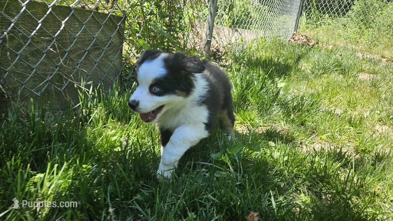 Willow – Australian Shepherd puppy for sale in Deerfield, NH