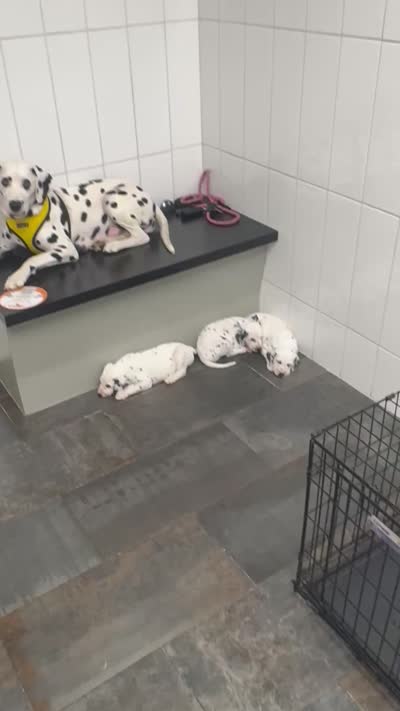Facility video
