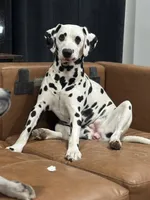 Dalmatian Pups, a  Dalmatian for sale in Indianapolis, IN – Photo 4 of 7