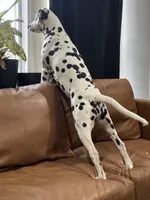 Dalmatian Pups, a  Dalmatian for sale in Indianapolis, IN – Photo 3 of 7