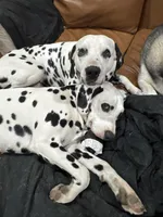 Dalmatian Pups, a  Dalmatian for sale in Indianapolis, IN – Photo 5 of 7