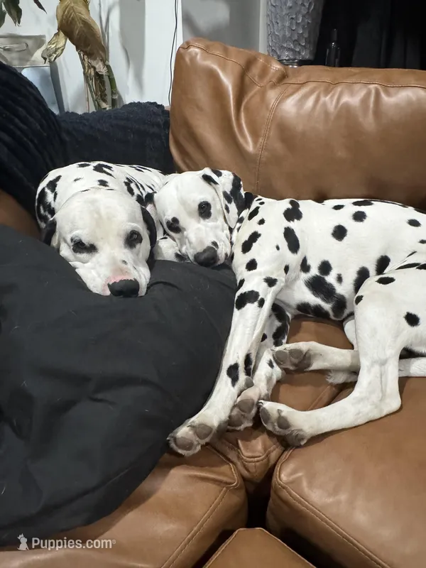 Dalmatian Pups – Dalmatian puppy for sale in Indianapolis, IN