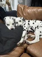 Dalmatian Pups, a  Dalmatian for sale in Indianapolis, IN – Photo 1 of 7