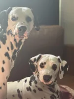 Dalmatian Pups, a  Dalmatian for sale in Indianapolis, IN – Photo 2 of 7