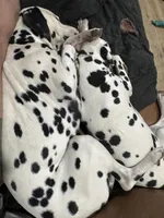 Dalmatian Pups, a  Dalmatian for sale in Indianapolis, IN – Photo 6 of 7