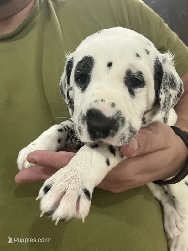 Male- Jack (Yellow) – Dalmatian puppy for sale in Indianapolis, IN