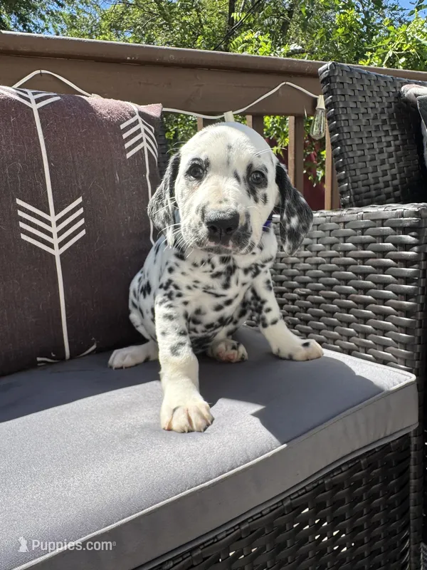 Female- Rose (Purple) – Dalmatian puppy for sale in Indianapolis, IN