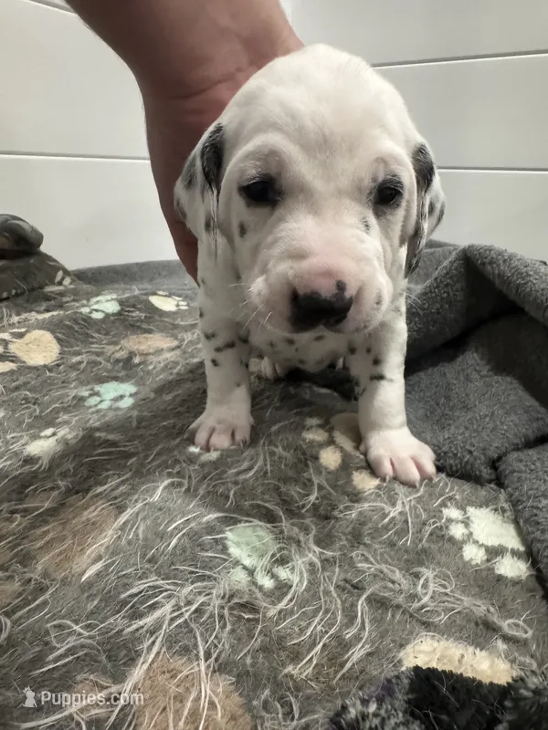 Female- Molly Brown (Orange) – Dalmatian puppy for sale in Indianapolis, IN