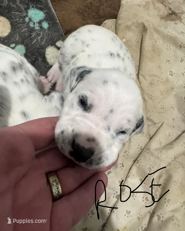 Female- Rose (Purple) – Dalmatian puppy for sale in Indianapolis, IN