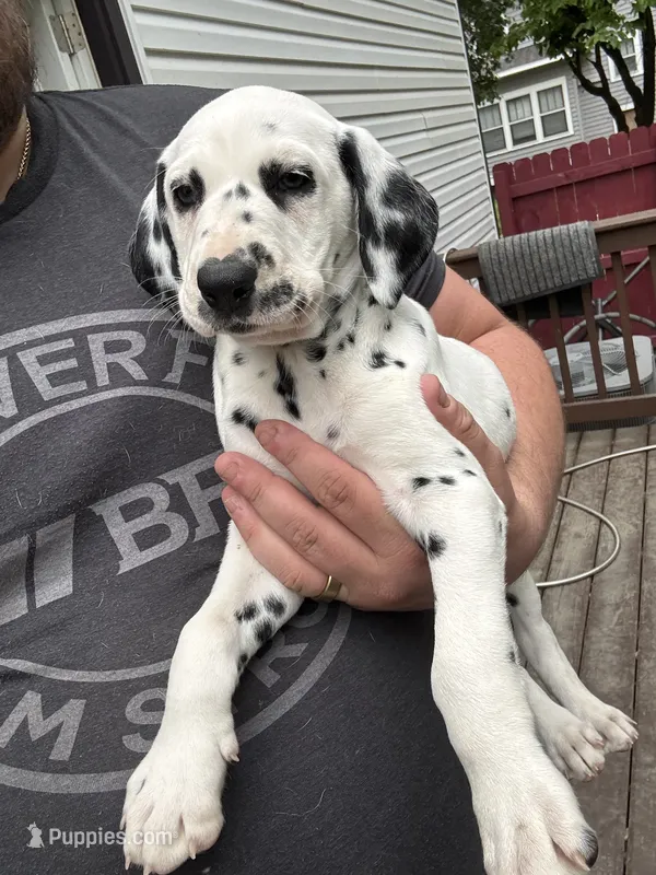  Female- Cora (Pink) – Dalmatian puppy for sale in Indianapolis, IN