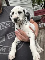  Female- Cora (Pink), a female Dalmatian for sale in Indianapolis, IN – 2 of 10